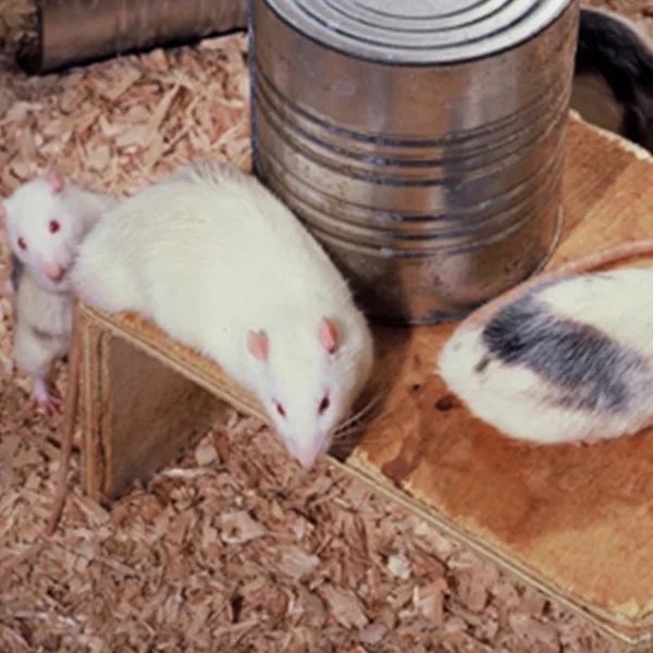 Ratos em um ambiente enriquecido com abrigo e materiais de exploração